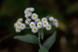 Image of Three-nerved Pearly Everlasting