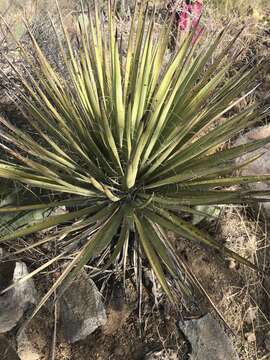 Image of Yucca baccata var. brevifolia L. D. Benson & Darrow