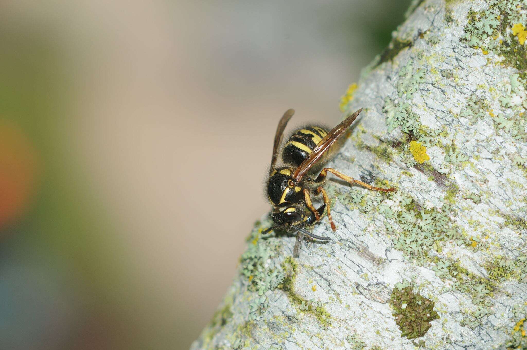 Image of Dolichovespula adulterina (Buysson 1905)