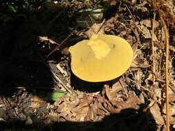 Image of Deceiving Bolete