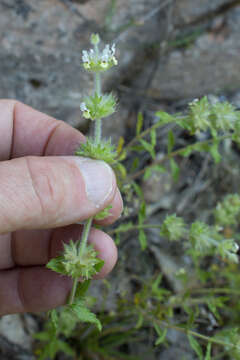 Image of Sideritis hirsuta L.