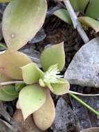 Image of Delosperma lebomboense (L. Bol.) Lavis