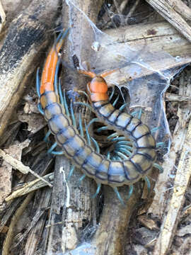 Image of Scolopendra cingulata Latreille 1829