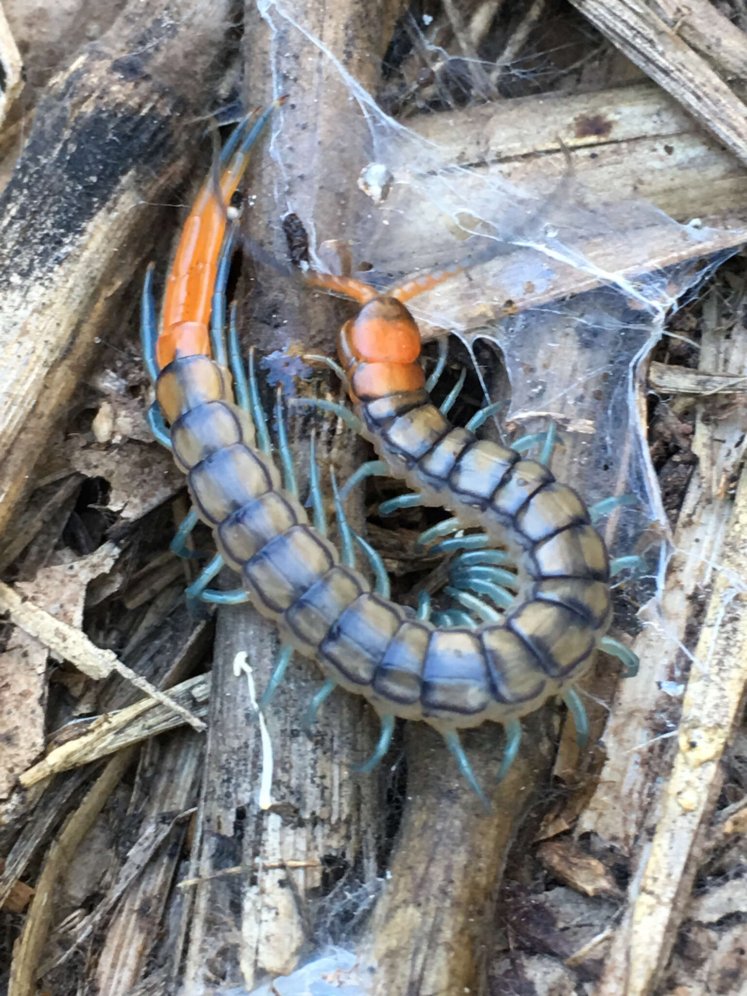 Image of Mediterranean banded centipede