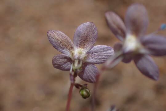 Image of Saltugilia caruifolia