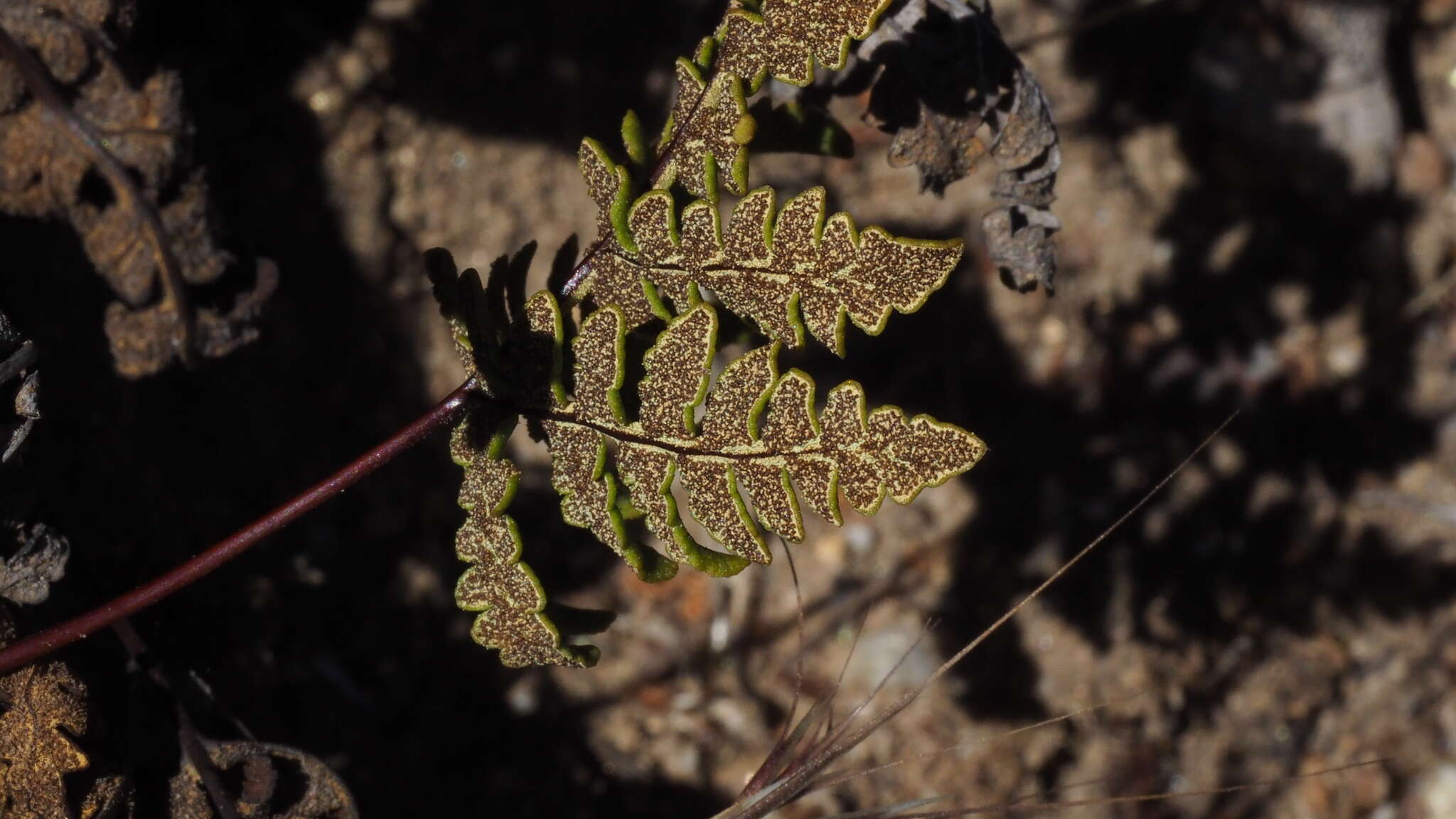 Image of Maxon's goldback fern