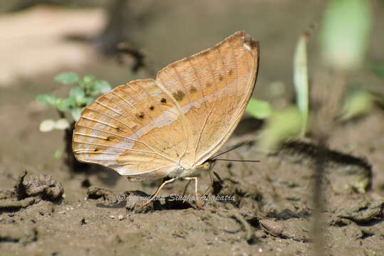 Imagem de Cirrochroa aoris Doubleday (1847)