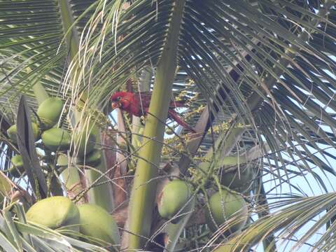 Image of Cardinal Lory