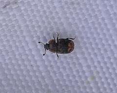 Image of Sap-feeding beetle