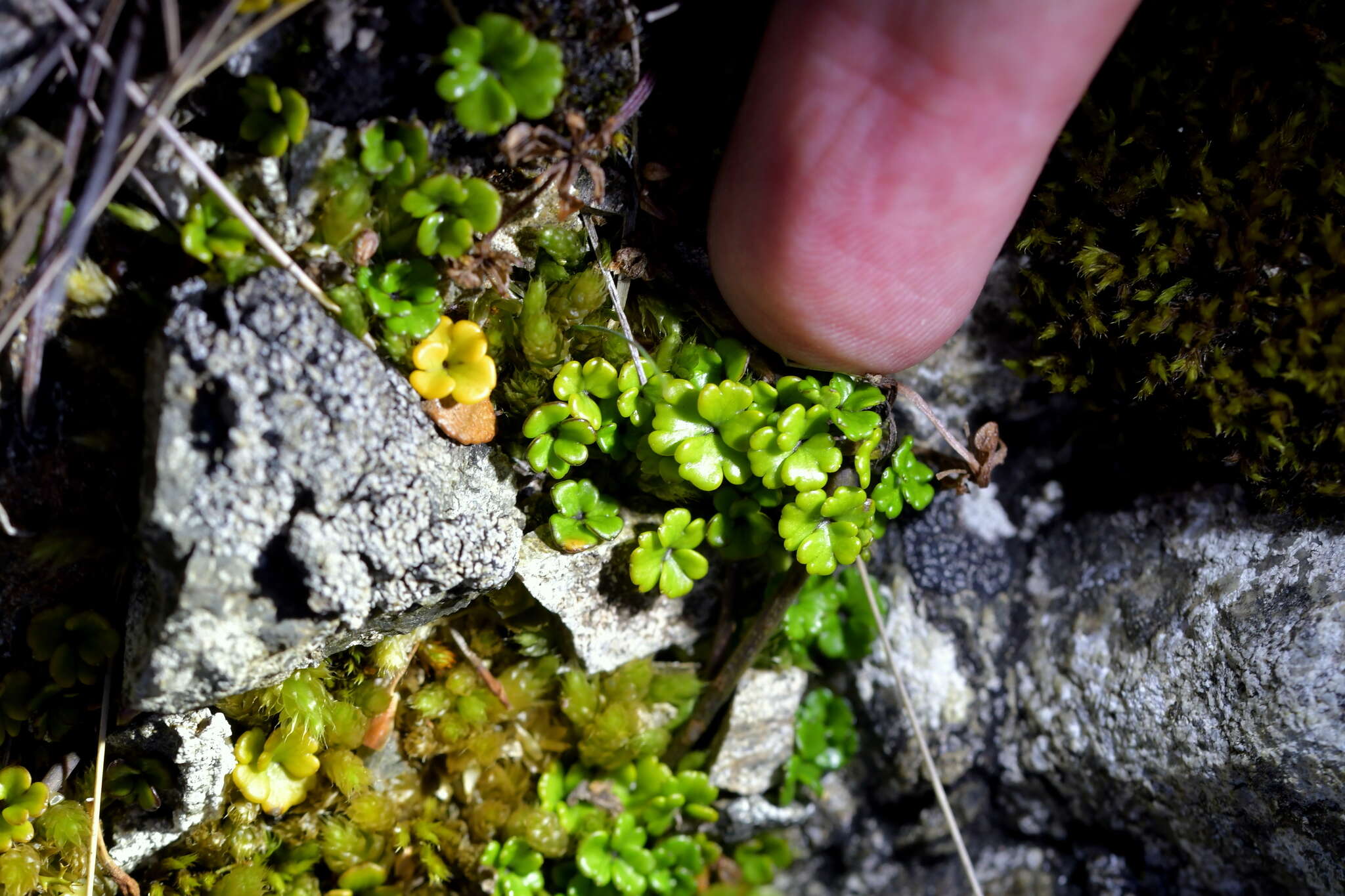 Imagem de Azorella hydrocotyloides (Hook. fil.) T. Kirk