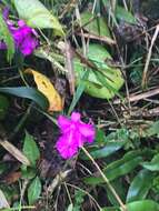 صورة Sobralia amabilis (Rchb. fil.) L. O. Williams