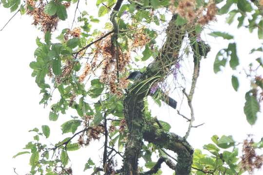 Coracina larvata larvata (Müller & S 1843) resmi