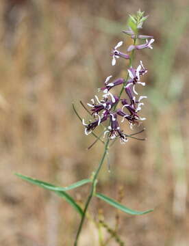 صورة Streptanthus hyacinthoides Hook.