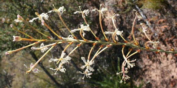 Image of Tritoniopsis nervosa (Baker) G. J. Lewis