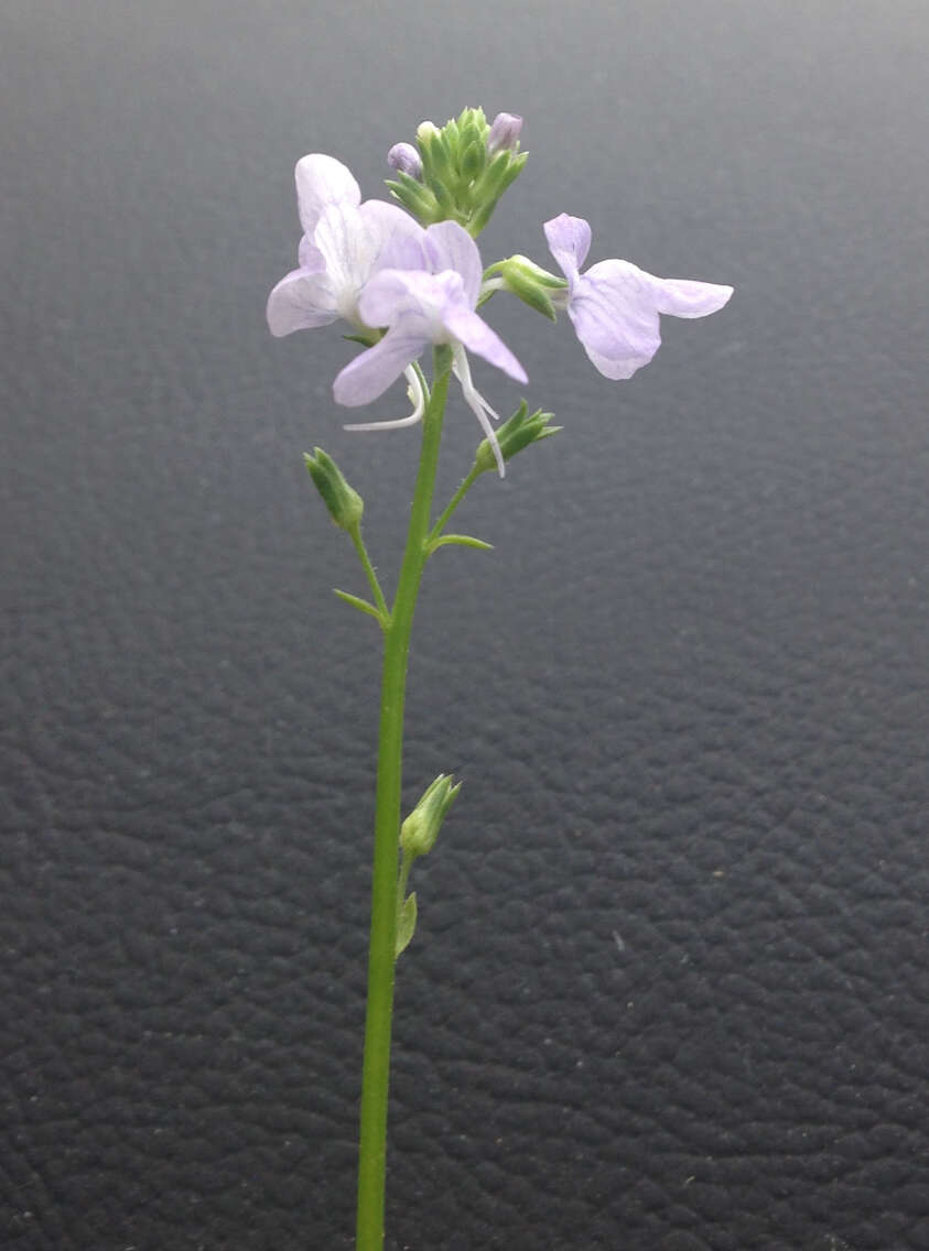 Image of Texas toadflax