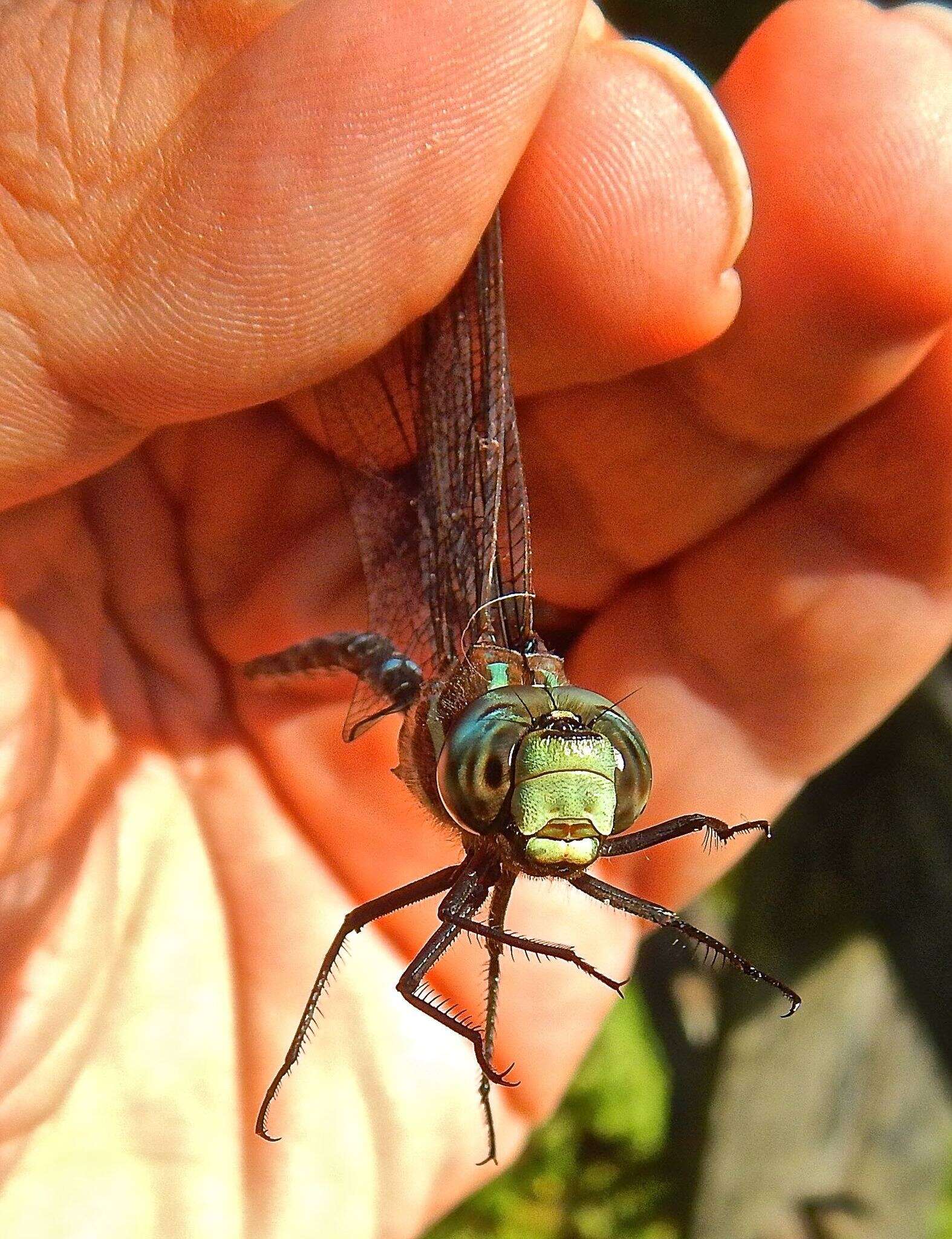 Image of Black-tipped Darner