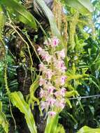 Image of Aerides lawrenceae Rchb. fil.