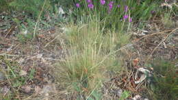 Imagem de Agrostis curtisii Kerguélen