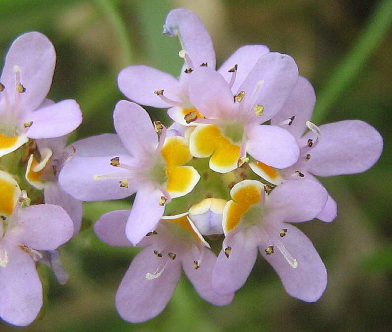 Image of Melanospermum foliosum (Benth.) O. M. Hilliard