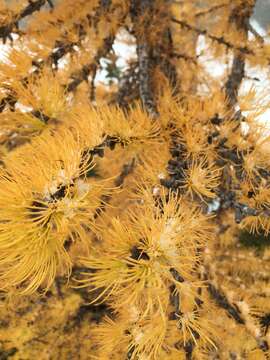 Image of Alpine Larch