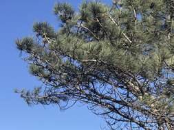 Image of Torrey pine