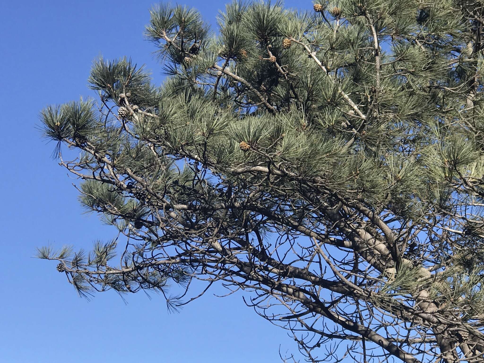 Image of Torrey pine