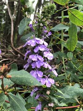 Image of Long-Leaf Lobelia