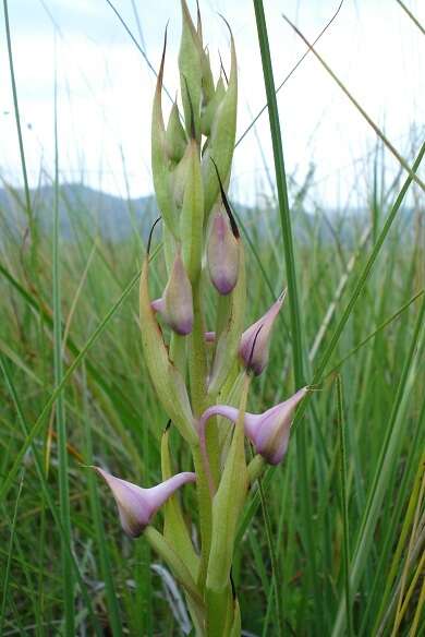 Image of Disa zuluensis Rolfe