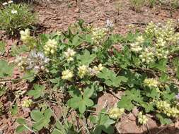 Image of largebract Indian breadroot