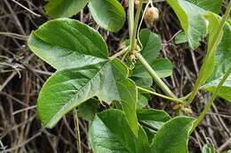 Passiflora peduncularis Cav.的圖片