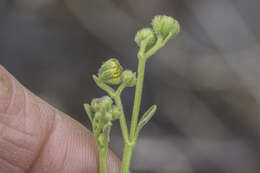 Image of bluntscale bahia