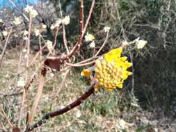 Plancia ëd Edgeworthia chrysantha Lindl.