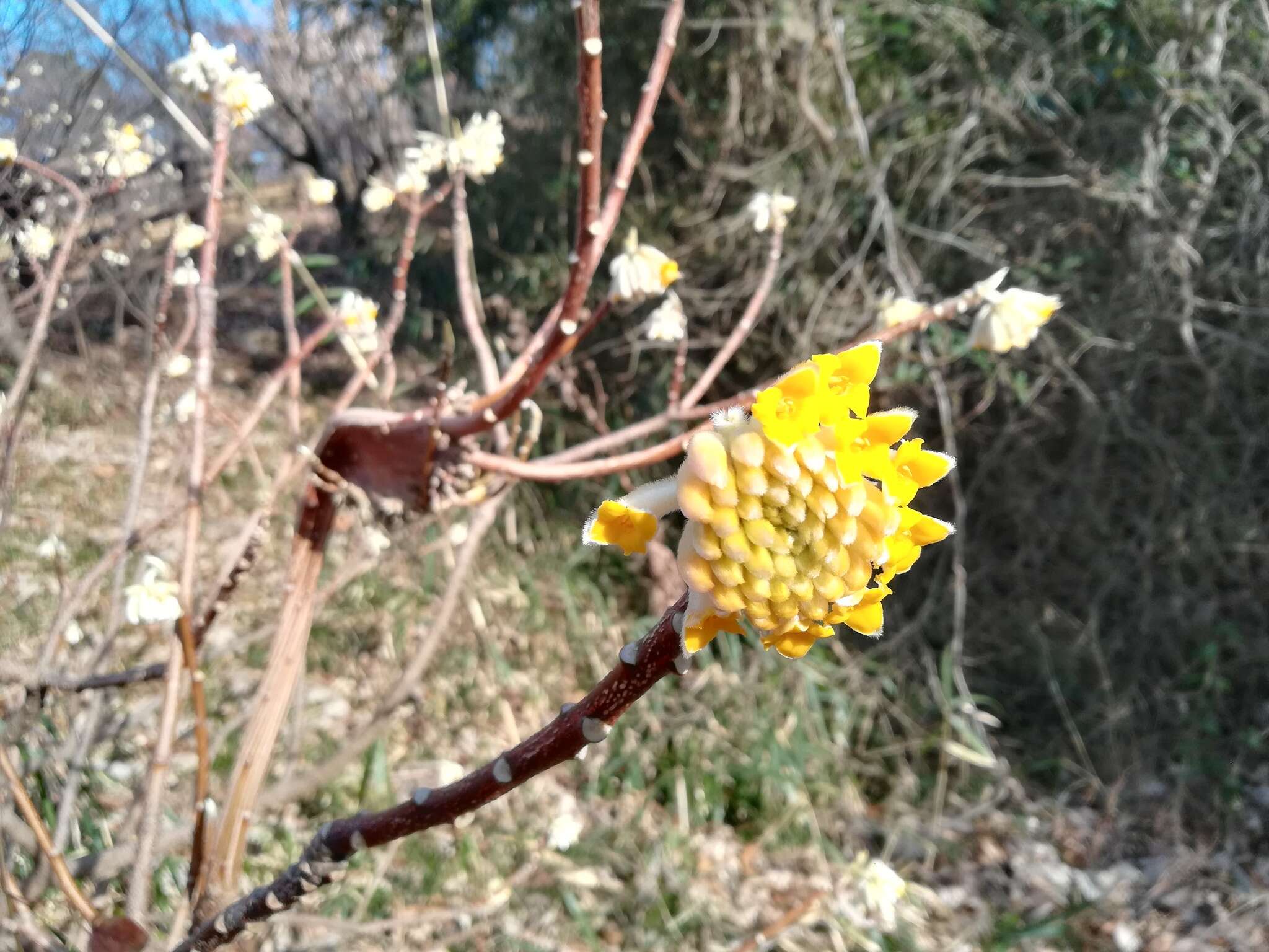 Plancia ëd Edgeworthia chrysantha Lindl.