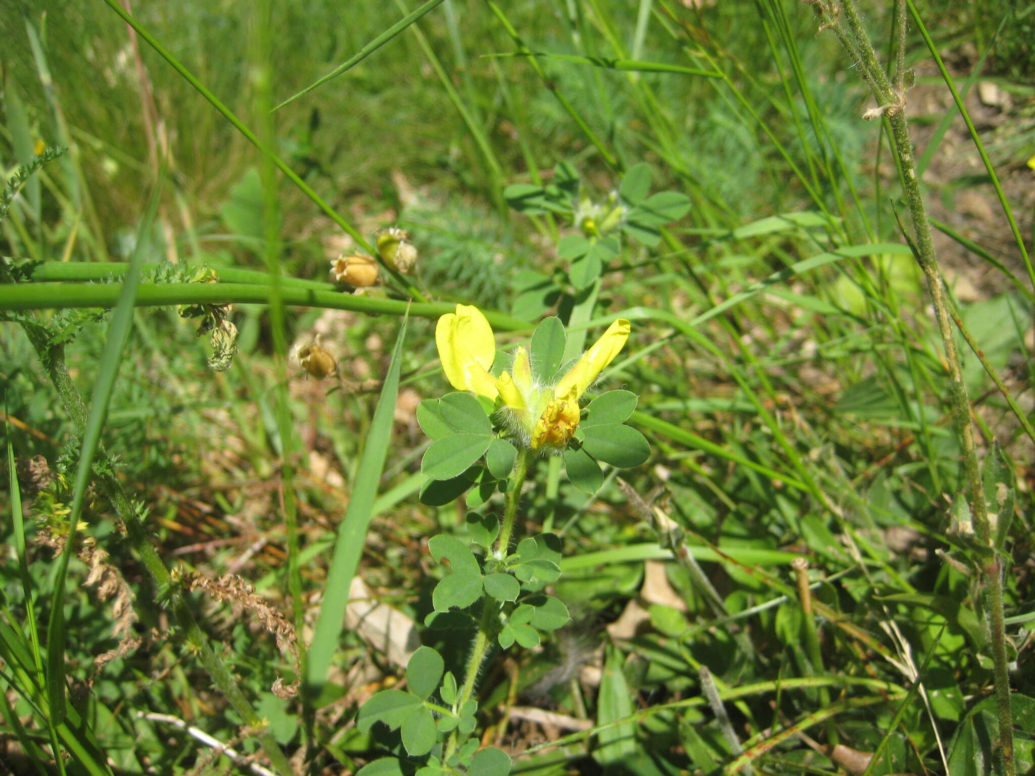 Слика од Cytisus hirsutus L.