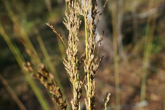 Imagem de Molinia caerulea (L.) Moench