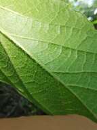 Imagem de Viburnum stellato-tomentosum (Oerst.) Hemsl.