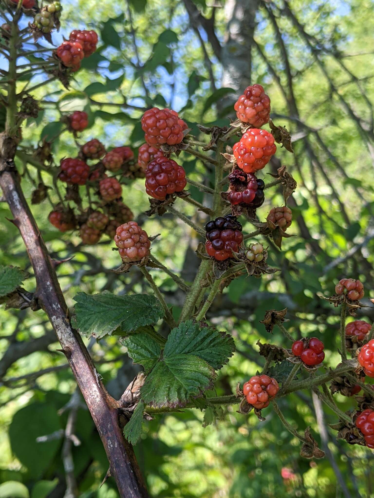 Image of rose blackberry