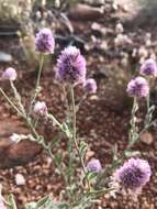 Image of Ptilotus helipteroides (F. Müll.) F. Müll.