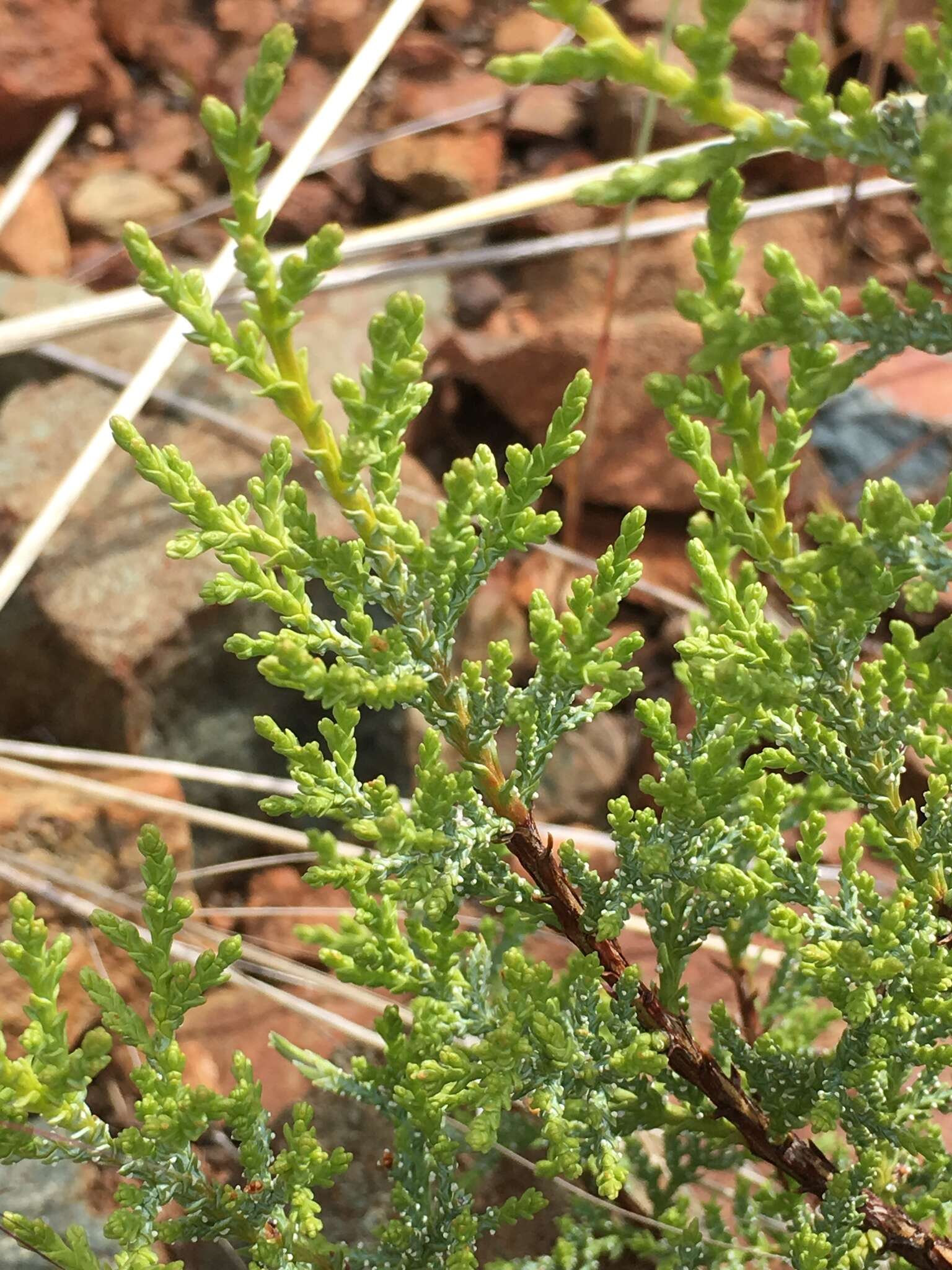 Cupressus macnabiana A. Murray bis resmi