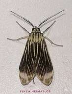 Image of Hyaleucerea costinotata Dognin 1900