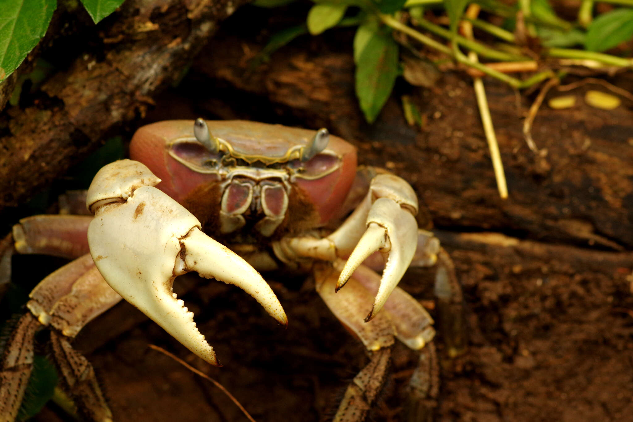 Image of brown land crab