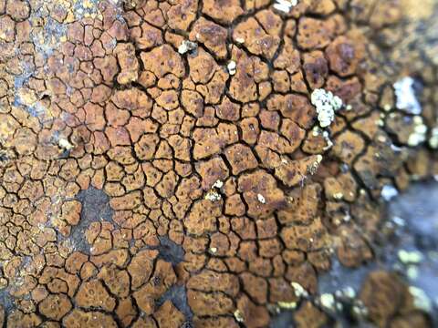 Image of cracked lichen