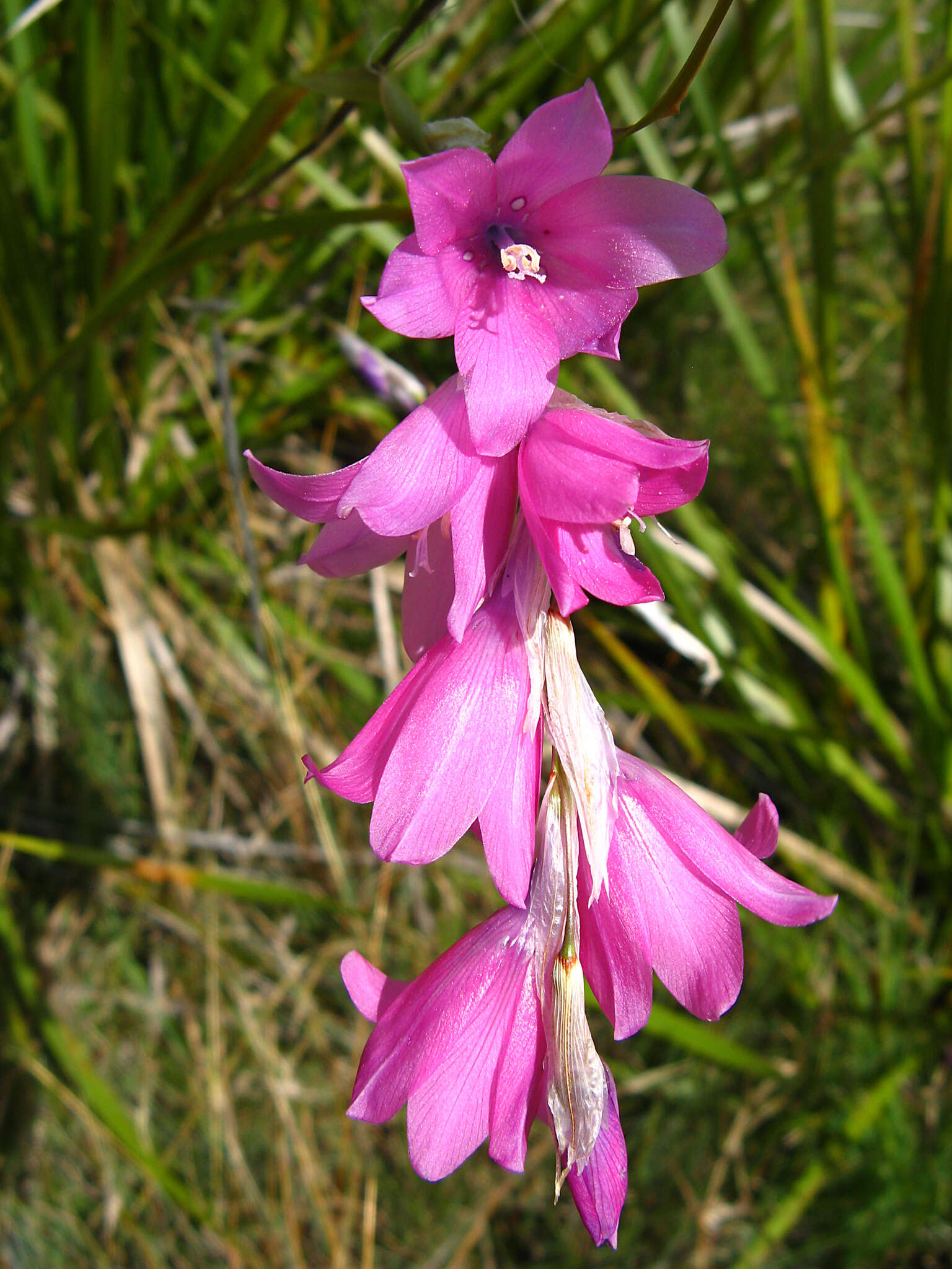 Image of Dierama dracomontanum Hilliard