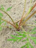 Image of Potentilla multifida L.