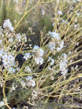 Image of Gypsophila struthium Loefl.