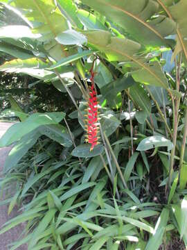 Image of false bird of paradise