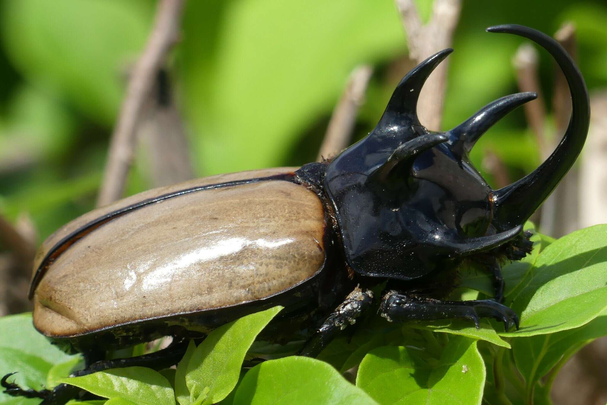 Image of Eupatorus gracilicornis Arrow 1908