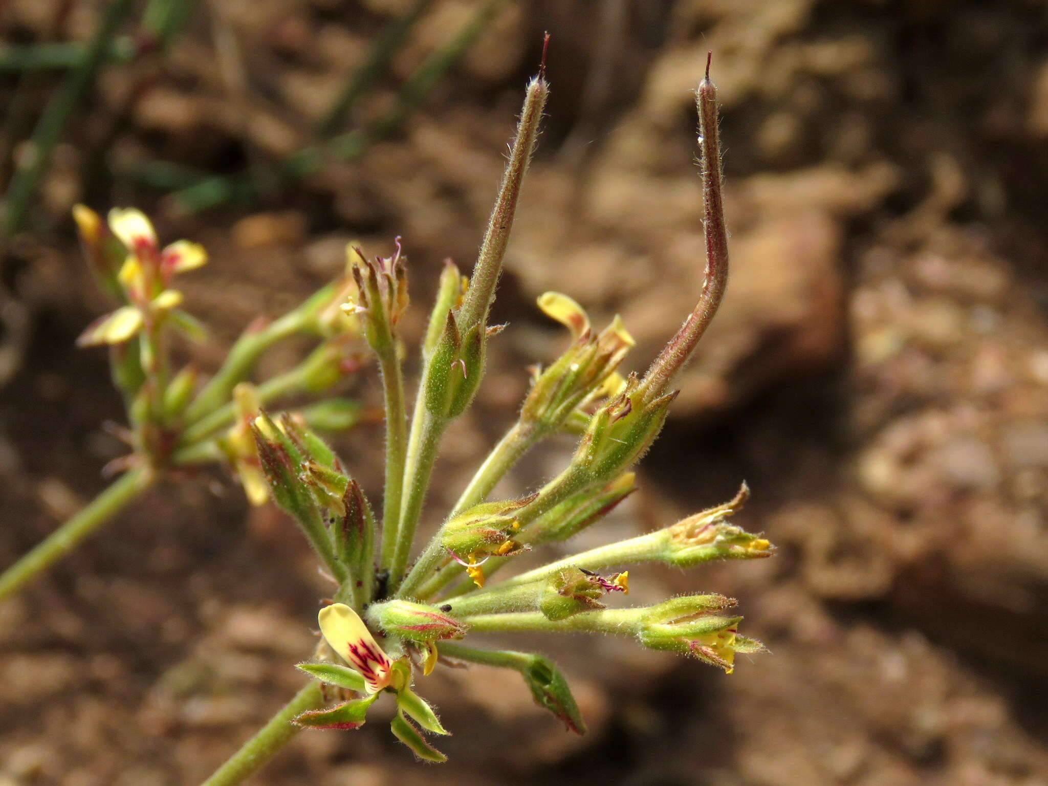 Image of Pelargonium aciculatum E. M. Marais