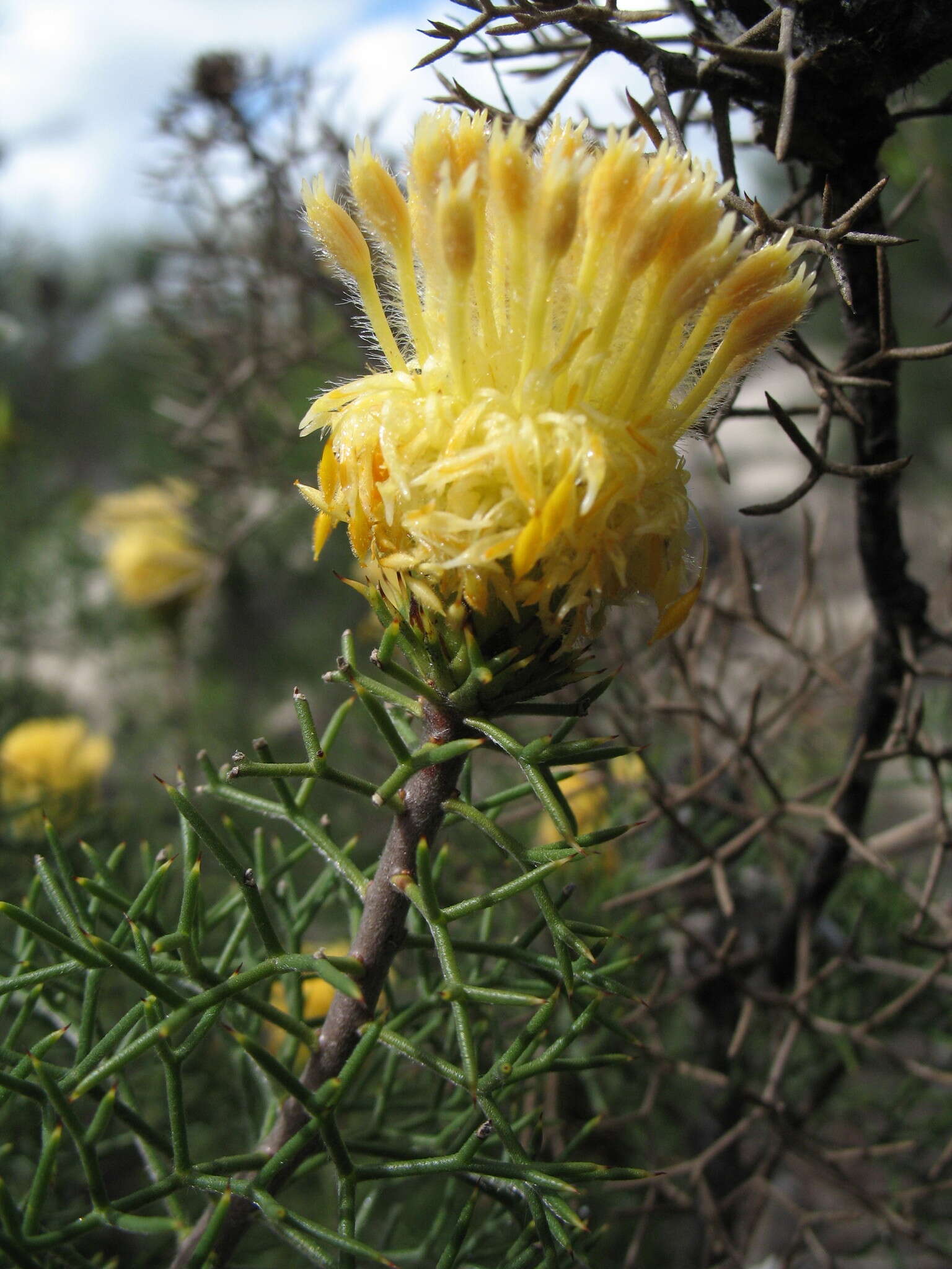 Image of Petrophile drummondii Meissn.