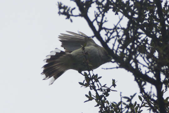 Image of Grey Gerygone